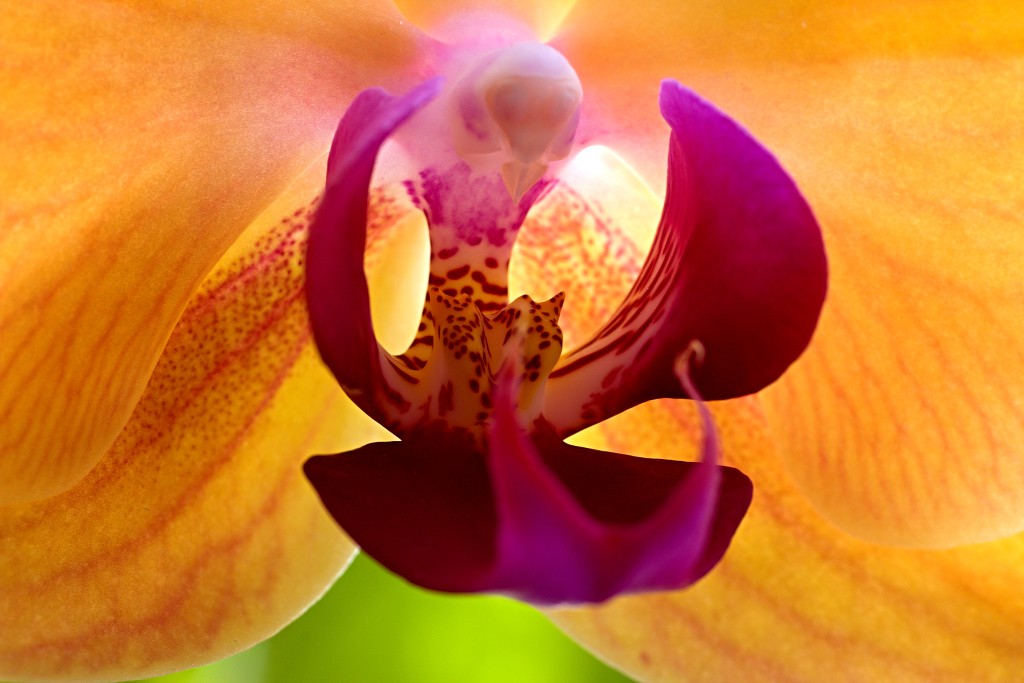 orchideeën orchidee orchideeen hdr bloem Orchidaceae natuur flora bloemen orchis sierbloem sierplant phalaenopsis orchidaceae